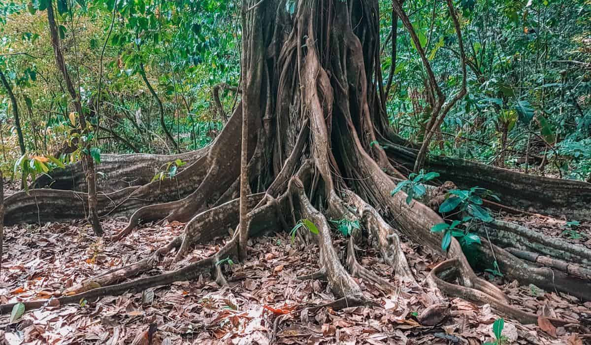 Corcovado National Park: Plan a Day or Multi-Day Dream Trip