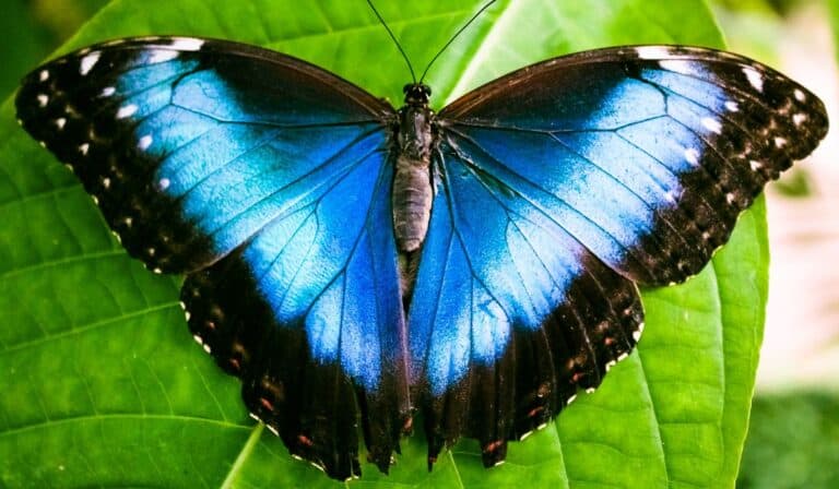 The Most Exotic Butterflies in Costa Rica