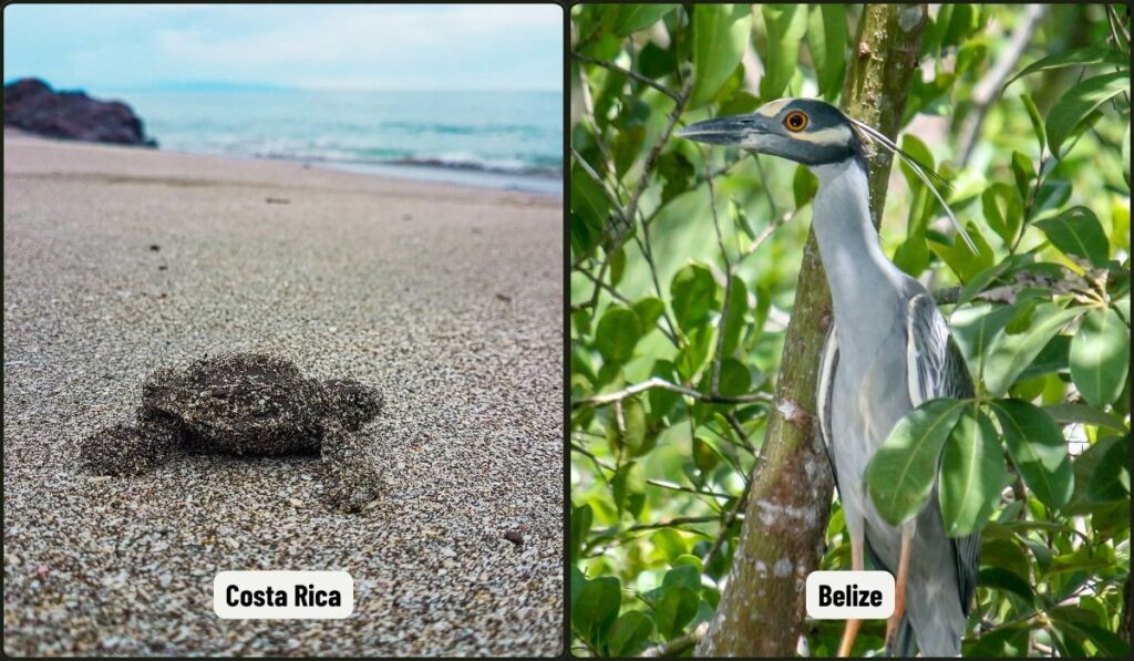 costa rica vs. belize